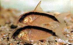 Corydoras arcuatus